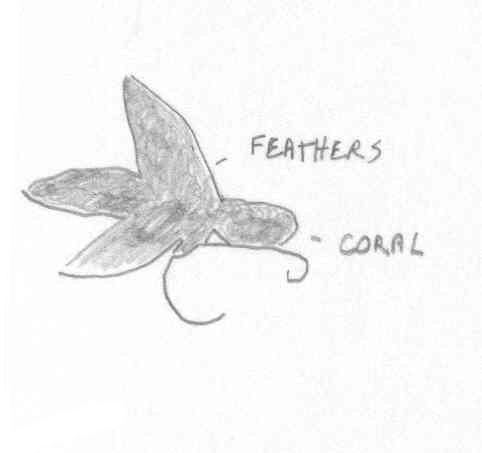 Coral and feathers