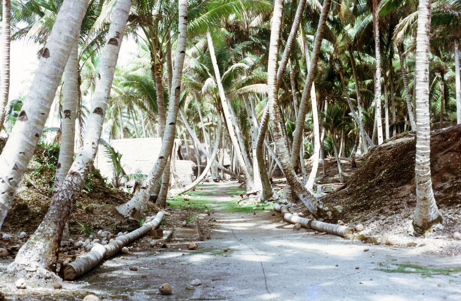 Village path, Tobi Island