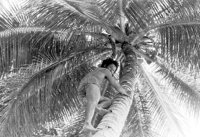 Climbing coconut toddy tree