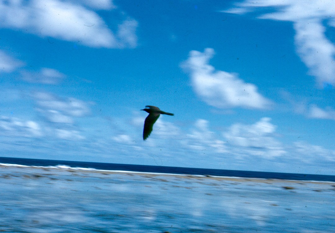 Bird over the Tobi reef