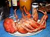 Coconut crab