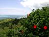 Hibiscus in Koror