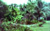 Tobi Scene  (65684 bytes)