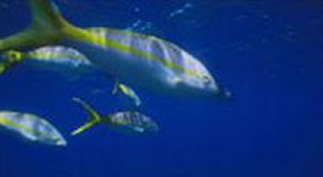 Image of Fish