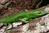 Lamprolepsis smaragdine