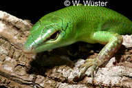Lamprolepsis smaragdine