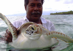 turtle mapping