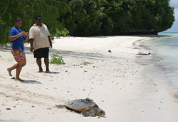 turtle mapping