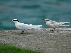 Fairy terns