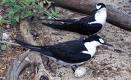 Sooty terns