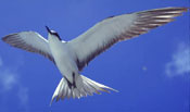 Sooty tern