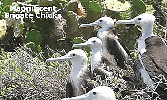 Great Frigate Bird Babies