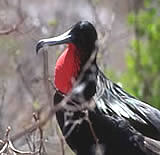 Great Frigate Bird