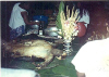 sabino25.jpg (40242 bytes)