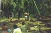 sabino26.jpg (45644 bytes)