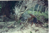sabino28.jpg (50861 bytes)