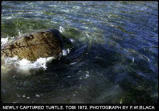 Tobi Island