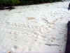Turtle Tracks