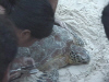 julita tagging turtle3 0800.jpg (72175 bytes)