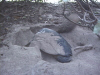 nesting turtle covering 0800.jpg (61897 bytes)