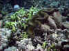 Giant Clam