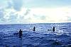 Tobi Canoes