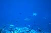 Helen Reef Photograph