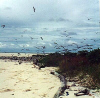 Helen Reef