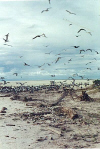 Helen Reef