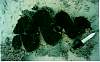 Giant Clam