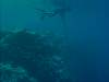 Spear Fishing