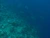 Bumphead Parrotfish