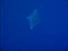 Spotted Eagle Ray