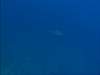 Grey Reef Shark
