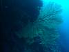 Sea Fan