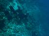 Spear Fishing
