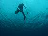 Spear Fishing