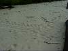 Turtle Tracks