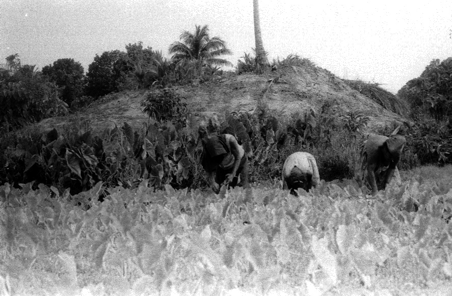 Harvesting taro