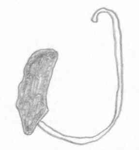 Baited hook