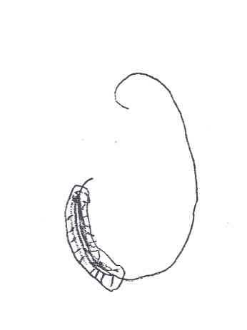 Baited hook
