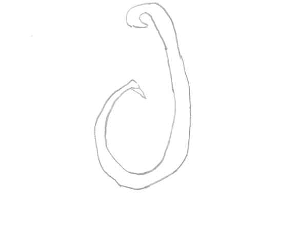 Hook:  Ramaribout