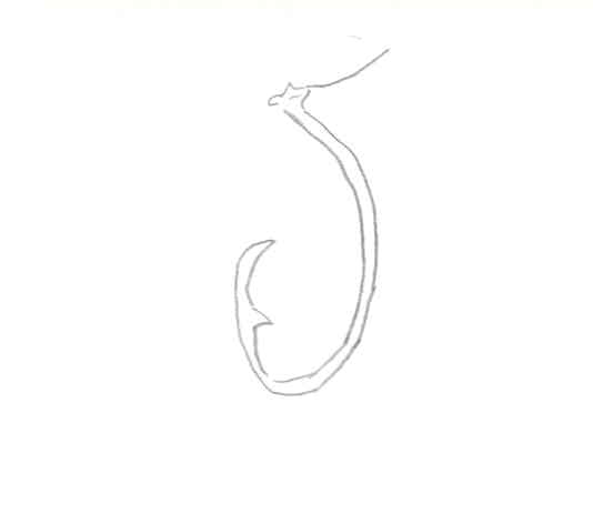 Hook:  Ramaribout