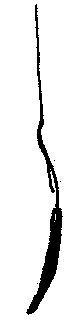 Paddle:  curved edge